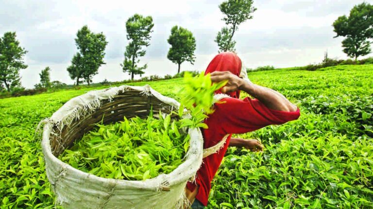 Tea Garden